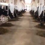 Alamadhi Semen Station Aims to Provide Over 10 Million Semen Doses to Boost Milk Production in Six Southern States.