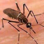 Dengue Cases in Bangladesh Reach 301,225 with 1,291 New Infections