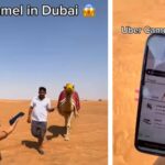 Only in Dubai Woman Orders Camel Through Uber in Desert!