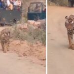 Majestic Tiger Ganesh Thrills Visitors During Safari at Ranthambore National Park