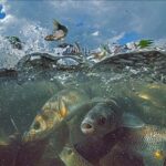 Pollution Threatens Freshwater Species Worldwide, Study Finds