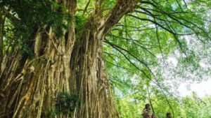 Thimmamma Marrimanu World's Largest Banyan Tree with Rich Cultural and Spiritual Significance