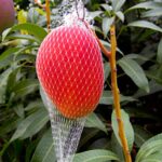 846319-most-expensive-mango-06