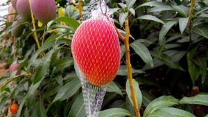 846319-most-expensive-mango-06