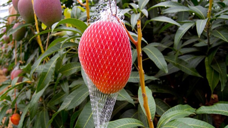 846319-most-expensive-mango-06