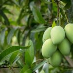 Farmer Turns Barren Land into Thriving Orchard, Earns Rs 3 Lakh from Mangoes