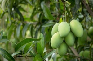 Farmer Turns Barren Land into Thriving Orchard, Earns Rs 3 Lakh from Mangoes