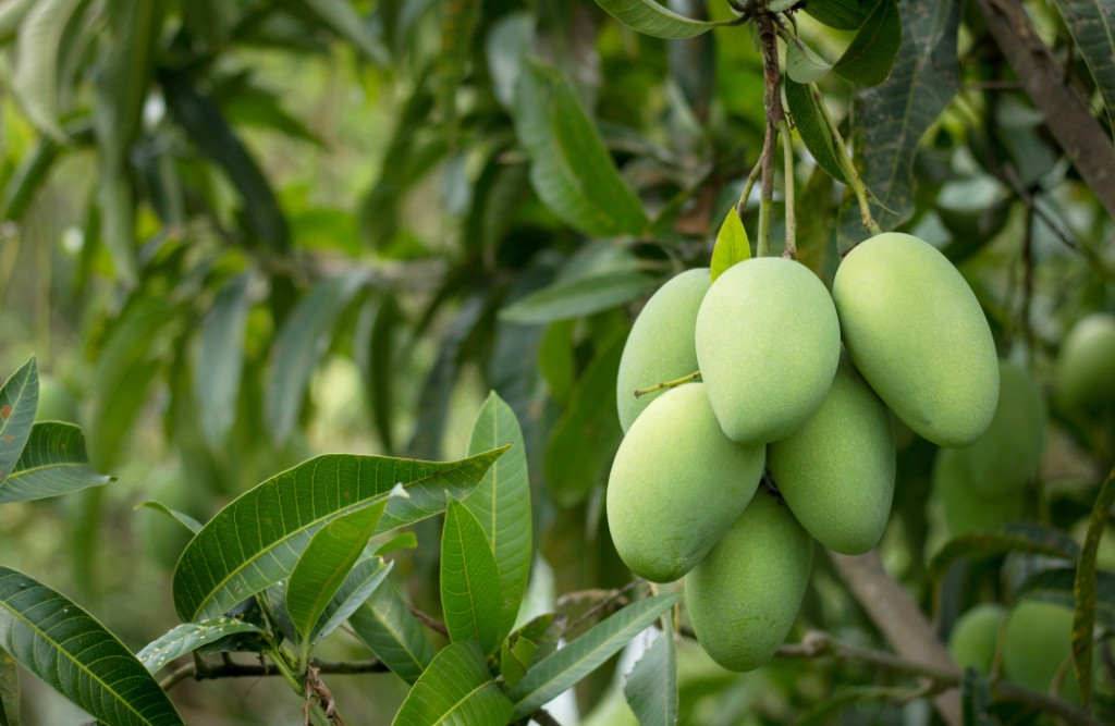Farmer Turns Barren Land into Thriving Orchard, Earns Rs 3 Lakh from Mangoes