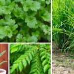 Grow Once, Harvest Forever 8 Easy Long-Lasting Crops for Your Home Garden
