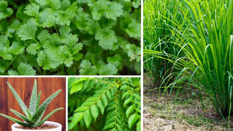 Grow Once, Harvest Forever 8 Easy Long-Lasting Crops for Your Home Garden