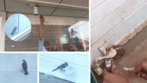 Trapped Sparrow Rescued from Sealed Kerala Shop After Court Intervention