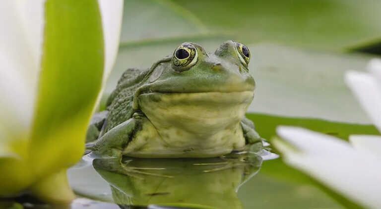 frogs