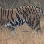 Forest Guard Killed by Tigress at Ranthambore Raises Alarm Over Live Prey Feeding Practice