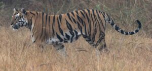 Forest Guard Killed by Tigress at Ranthambore Raises Alarm Over Live Prey Feeding Practice