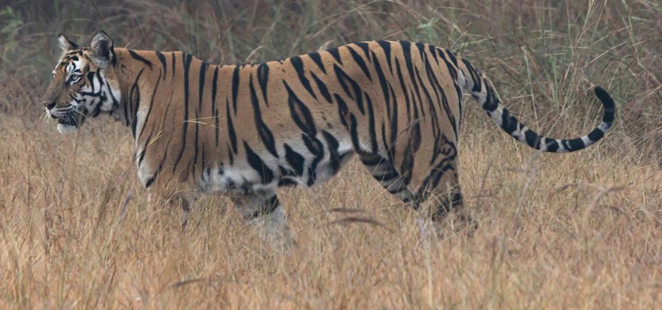 Forest Guard Killed by Tigress at Ranthambore Raises Alarm Over Live Prey Feeding Practice