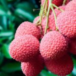 LICHI-FROTZ-ETIQUETA