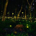 Maharashtra Forest Department Tightens Rules for Firefly Festivals to Protect Nature