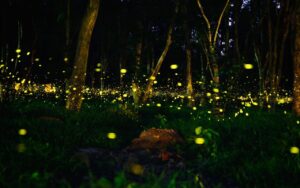 Maharashtra Forest Department Tightens Rules for Firefly Festivals to Protect Nature