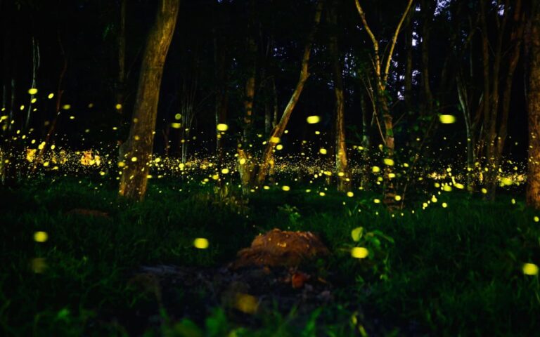 Maharashtra Forest Department Tightens Rules for Firefly Festivals to Protect Nature