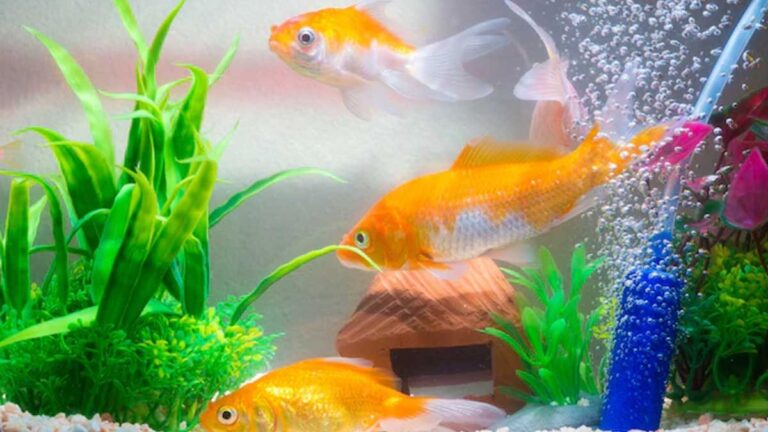 Decorate Your Home with Plants and Fish: Setup Tips for Beginners