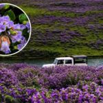Neelakurinji – The Rare Flowers That Bloom Only Once Every 12 Years