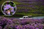 Neelakurinji – The Rare Flowers That Bloom Only Once Every 12 Years