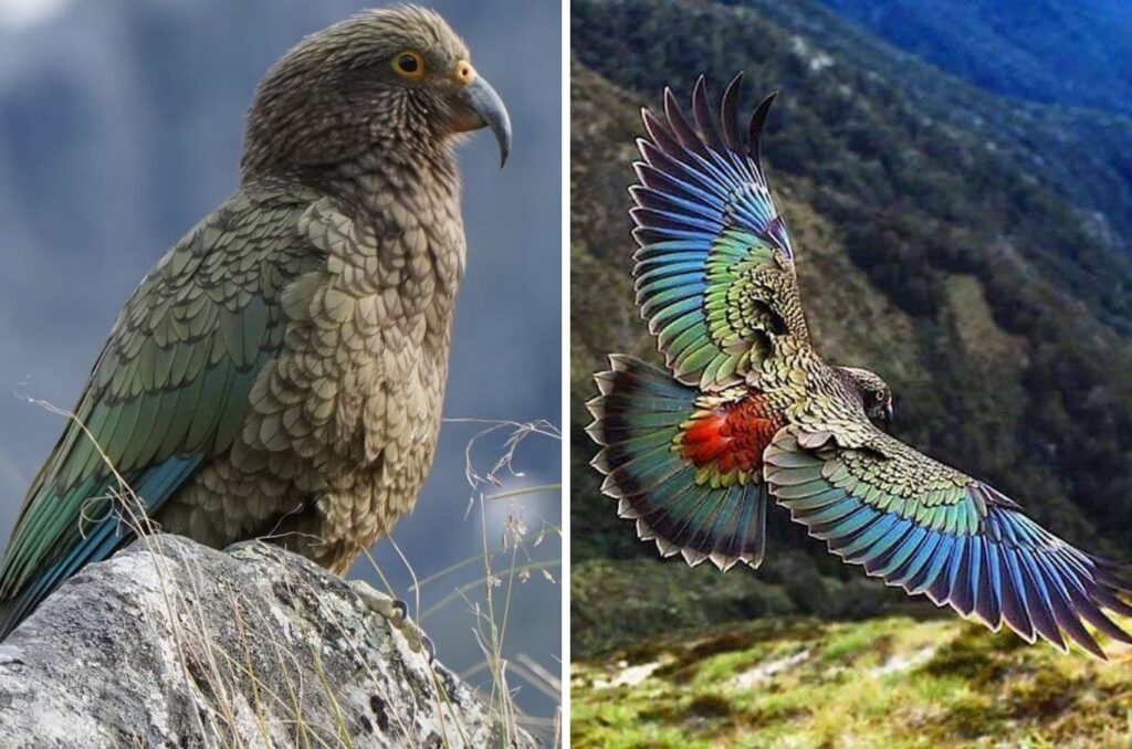The Kea: The World’s Rarest and Only Alpine Parrot