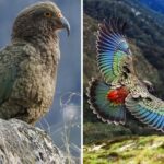 The Kea: The World’s Rarest and Only Alpine Parrot