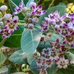 Flowers Resembling Lord Ganesha’s Trunk, Special in Shiva Worship… Know Their Health Secrets Too