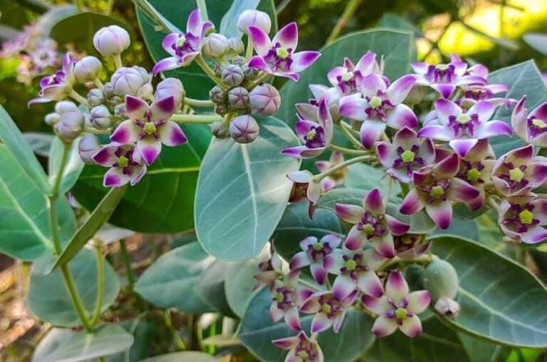 Flowers Resembling Lord Ganesha’s Trunk, Special in Shiva Worship… Know Their Health Secrets Too