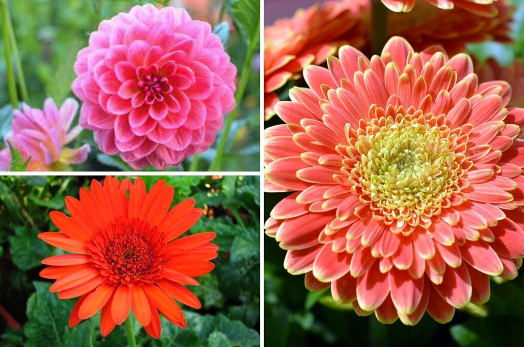 Surya Kiran Flower: A Bloom Radiating Like the Sun, Adding Splendor to Festivals