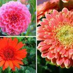 Surya Kiran Flower: A Bloom Radiating Like the Sun, Adding Splendor to Festivals