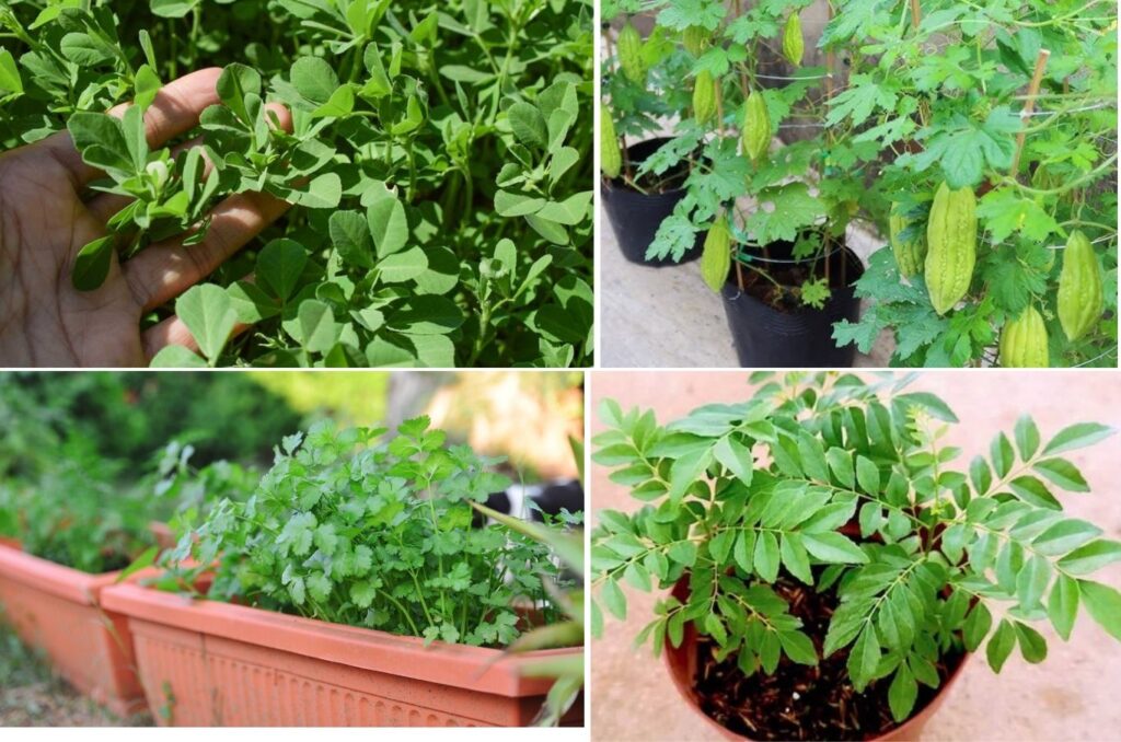 Why Is Kitchen Gardening Making a Comeback in Modern Lifestyles? These 10 Plants Once Grew in Every Indian Home