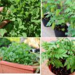 Why Is Kitchen Gardening Making a Comeback in Modern Lifestyles? These 10 Plants Once Grew in Every Indian Home