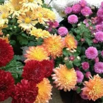 Beautiful Flowers Blooming in October: Colors of the Autumn Month