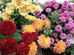 Beautiful Flowers Blooming in October: Colors of the Autumn Month