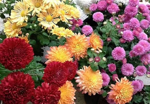Beautiful Flowers Blooming in October: Colors of the Autumn Month