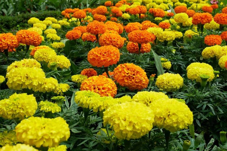 Why Marigolds Bloom Every October: Secrets From Grandmothers’ Gardens