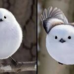 White, Round, and Adorable: This Bird Looks Like a Flying Cotton Ball!