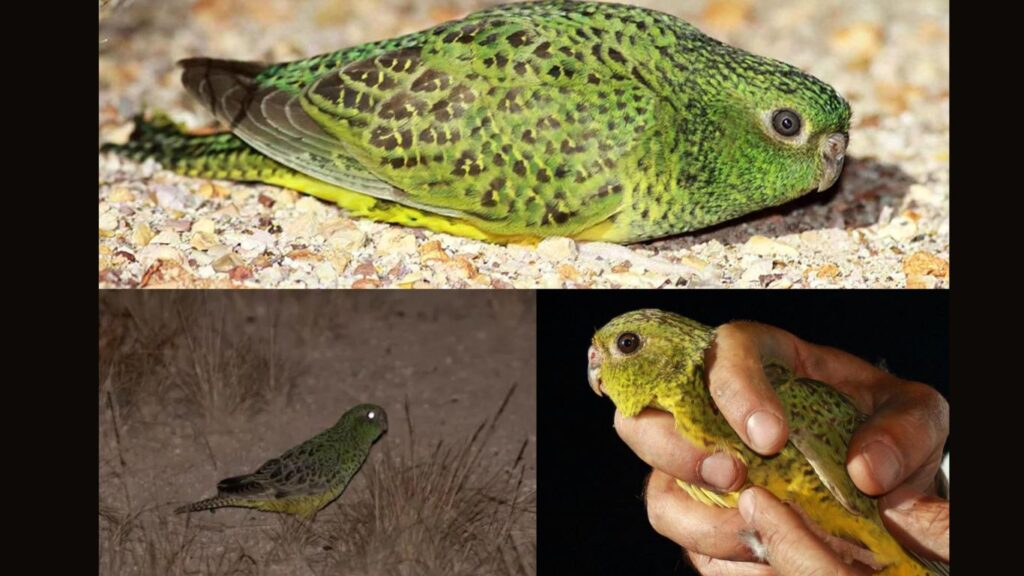 Night Parrot Rediscovered: The ‘Extinct’ Australian Bird That Survived 100 Years in Hiding