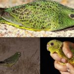 Night Parrot Rediscovered: The ‘Extinct’ Australian Bird That Survived 100 Years in Hiding