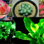 Glowing Plants at Night: Colorful Leaves and Nature’s Magical Light