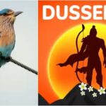Why Seeing the Neelkanth Bird on Dussehra is Considered Auspicious