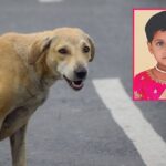 Thane: Five-Year-Old Girl Dies of Rabies in Diva Despite Receiving Anti-Rabies Vaccination