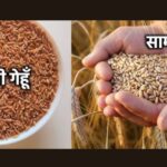 Khapli Atta vs Sharbati Atta: Which One is Better for Your Health and Taste?