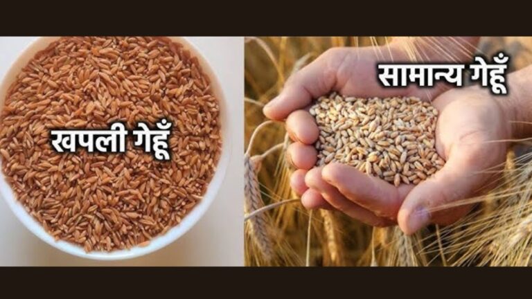 Khapli Atta vs Sharbati Atta: Which One is Better for Your Health and Taste?