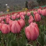 Asia’s Largest Tulip Garden Reopens In Srinagar, Kashmir Valley Blooms With 1.8 Million Flowers