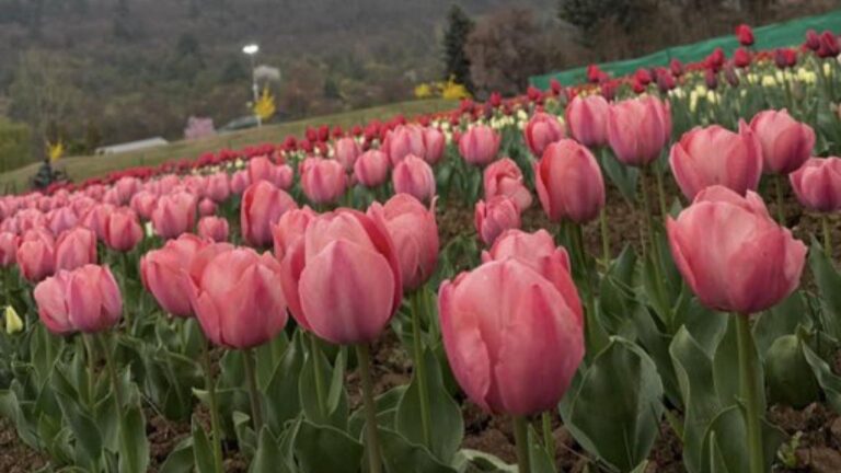 Asia’s Largest Tulip Garden Reopens In Srinagar, Kashmir Valley Blooms With 1.8 Million Flowers