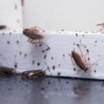 Cockroaches Taking Over Your Kitchen? 5 Easy Home Remedies To Get Rid Of Them