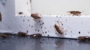 Cockroaches Taking Over Your Kitchen? 5 Easy Home Remedies To Get Rid Of Them